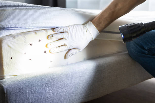 Best Flea Control Services  in Coyne Center, IL
